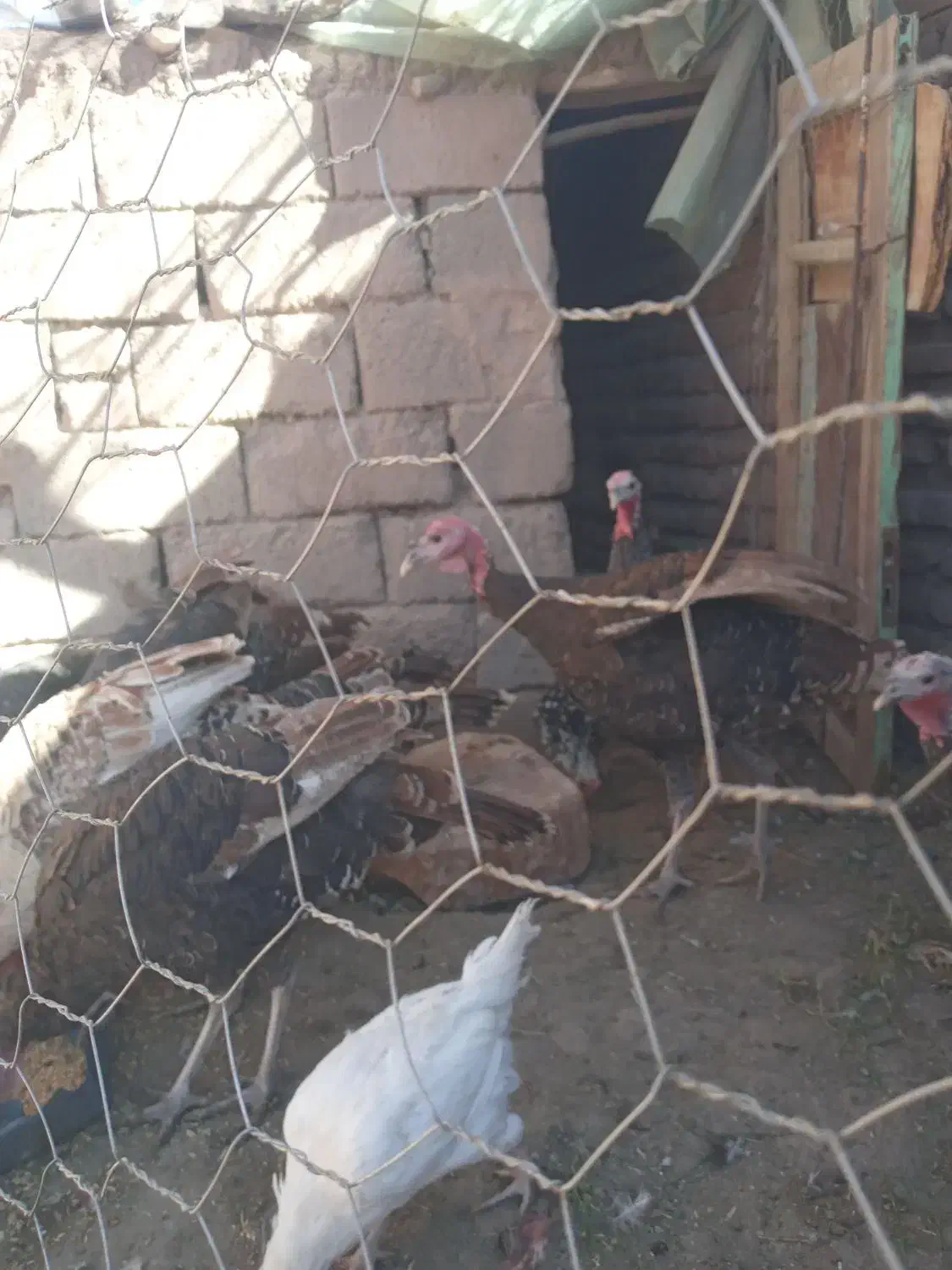 ۱۱عددبوقلمون فروشی|حیوانات مزرعه|راین, |دیوار