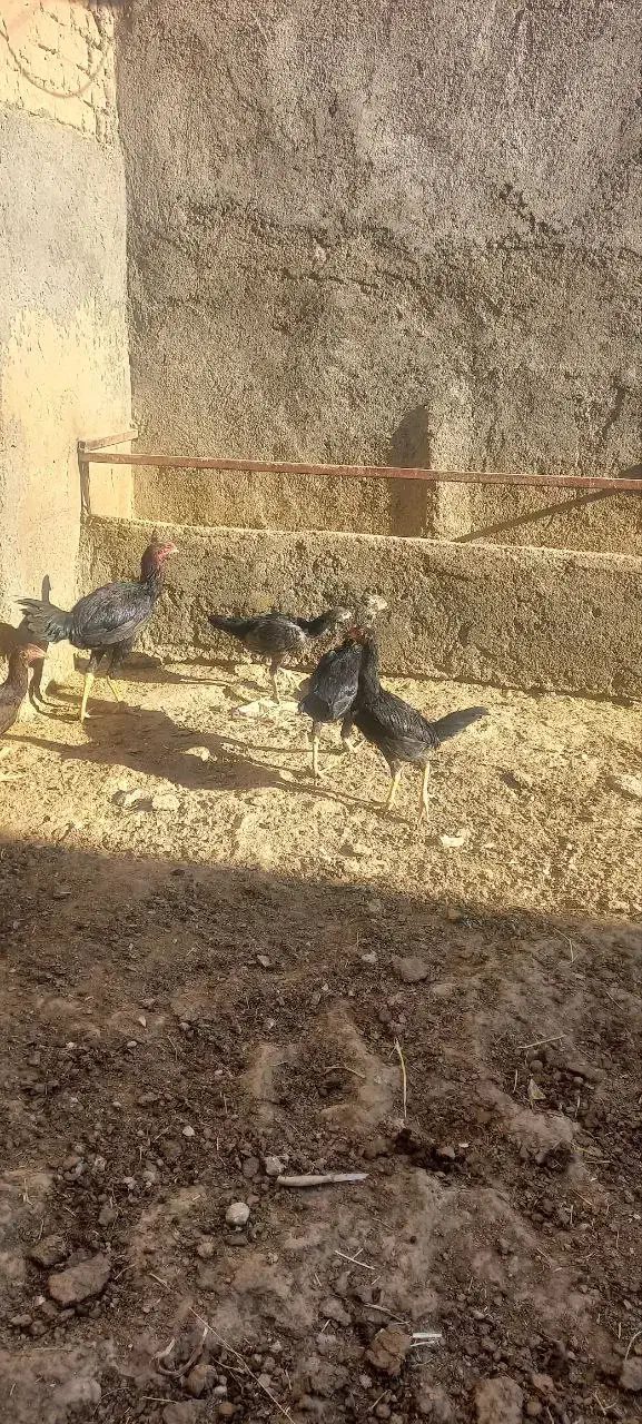 مرغ وخروس لاری|حیوانات مزرعه|گلبهار, شهر جدید گلبهار|دیوار