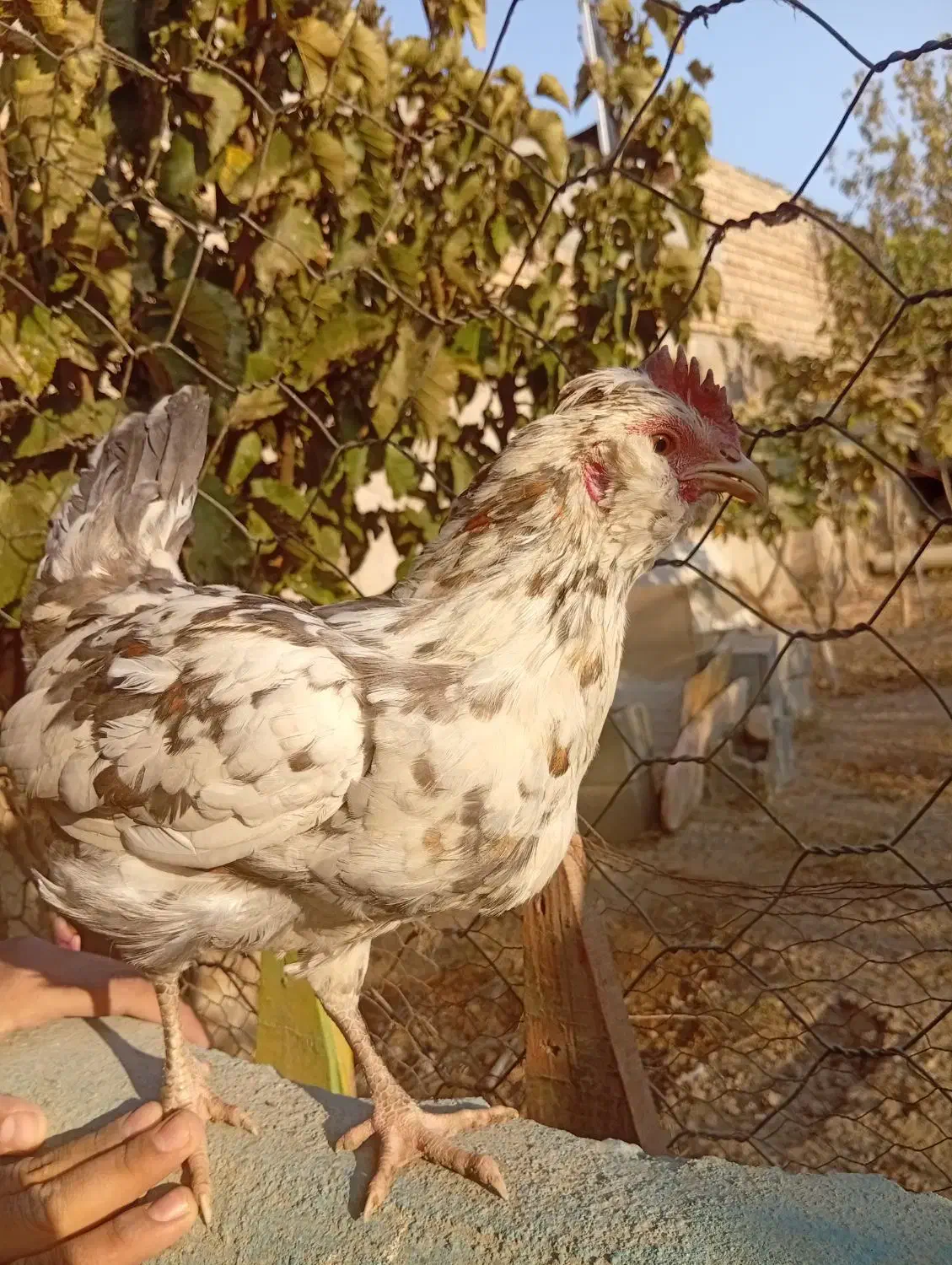 مرغ گلین|حیوانات مزرعه|قرچک, زیبا شهر|دیوار