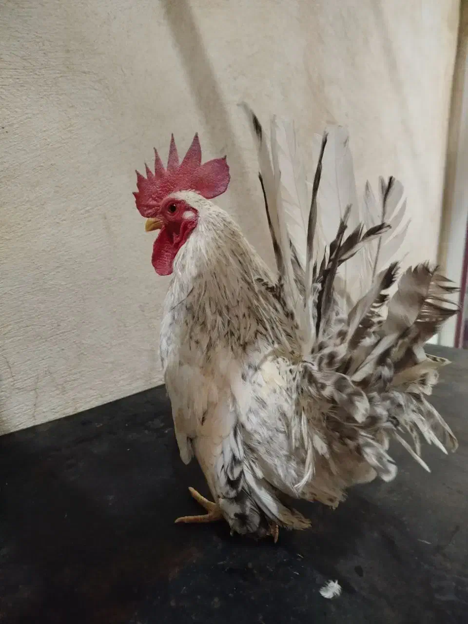 خروس ژاپنی|حیوانات مزرعه|هشتگرد, هشتگرد قدیم|دیوار