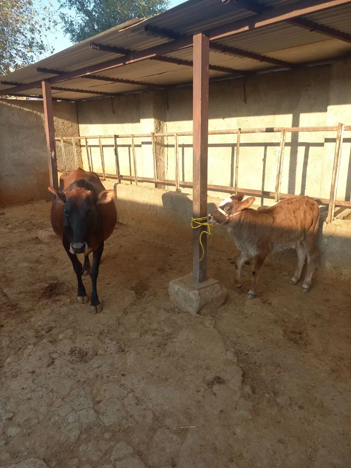 فروش گاو و گوساله|حیوانات مزرعه|دهدشت, |دیوار