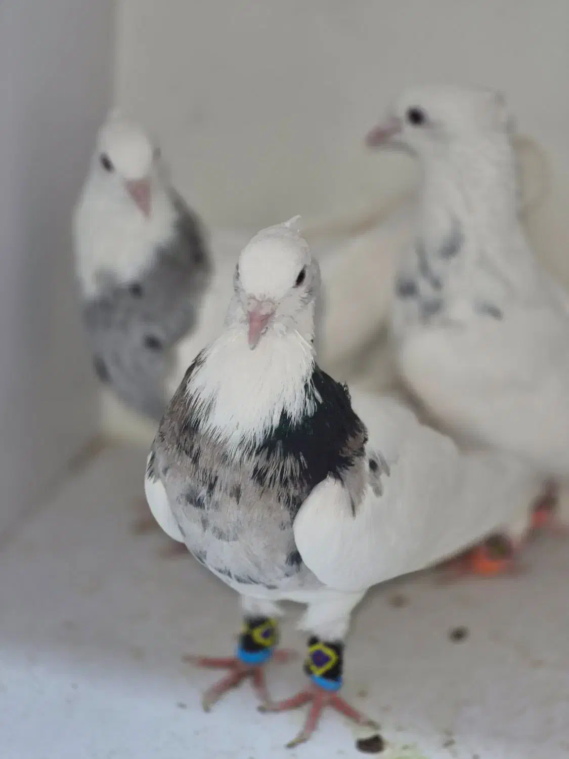 کبوتر طوقی درجه یک|پرنده|شاهین‌شهر, حافظ شمالی|دیوار