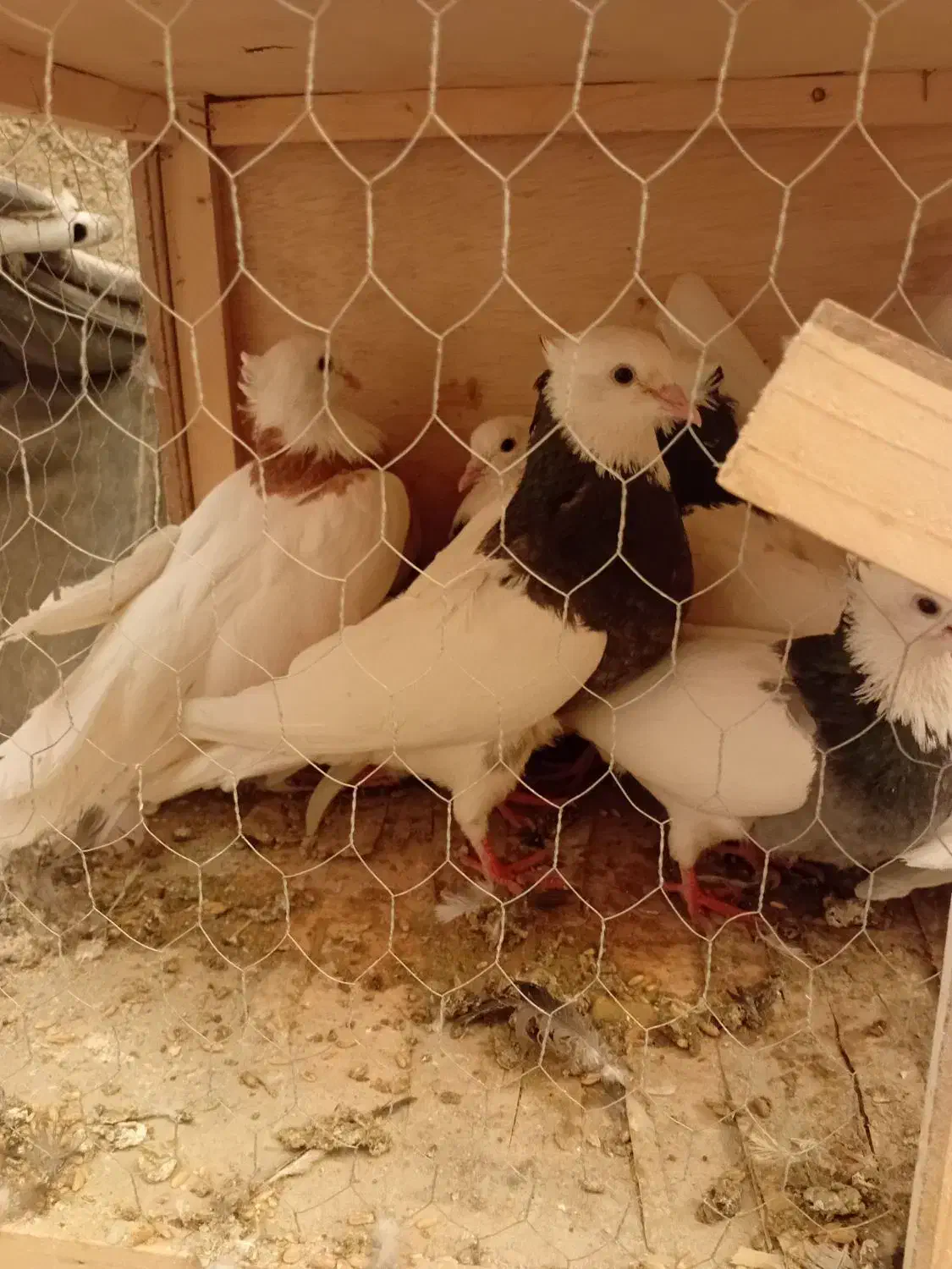 طوقی|پرنده|رباطکریم, رباطکریم|دیوار