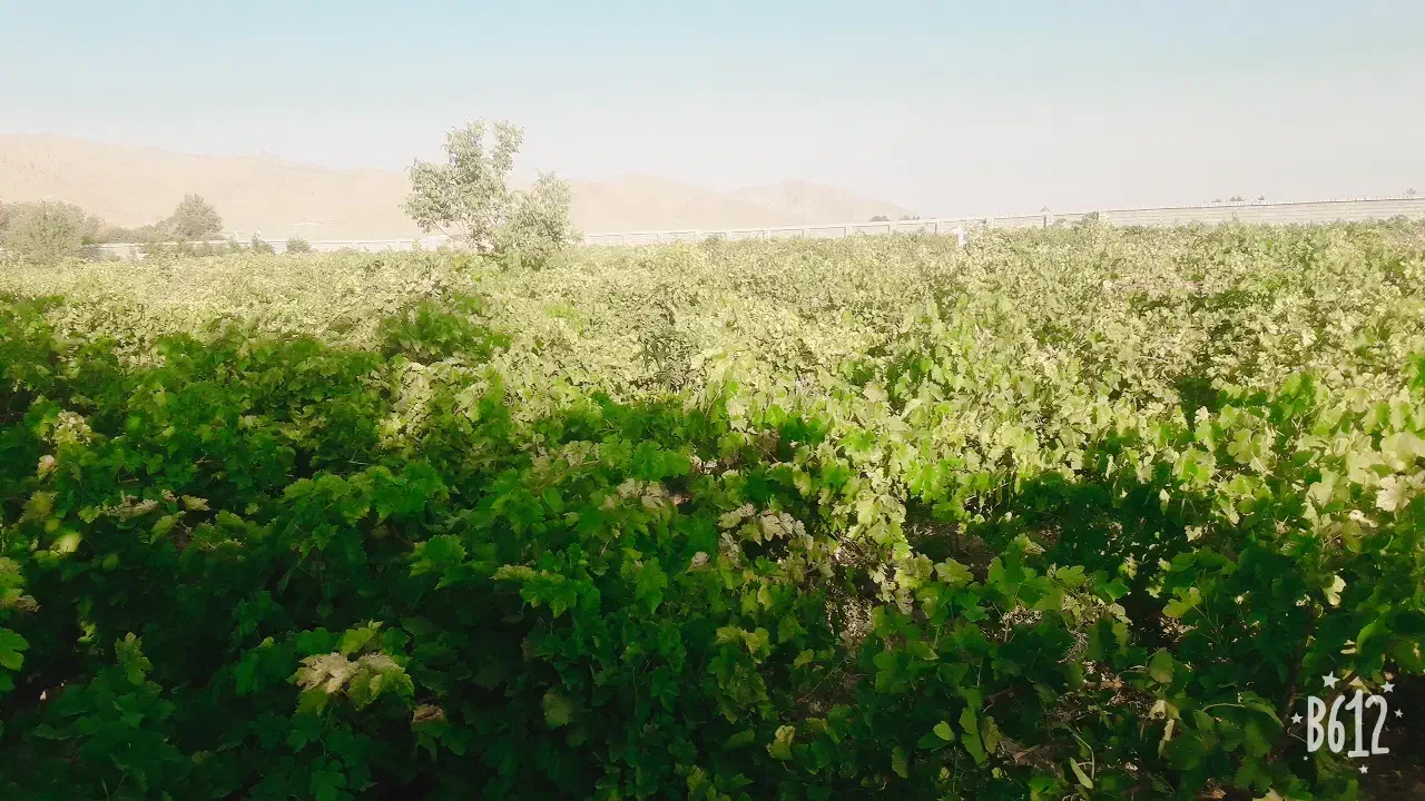 آب قنات|فروش دفتر صنعتی، کشاورزی، تجاری|آباده, |دیوار