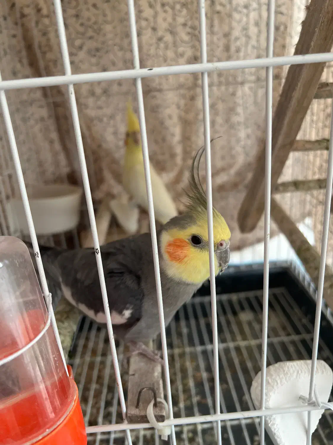 عروس هلندی بالغ|پرنده|ساری, |دیوار