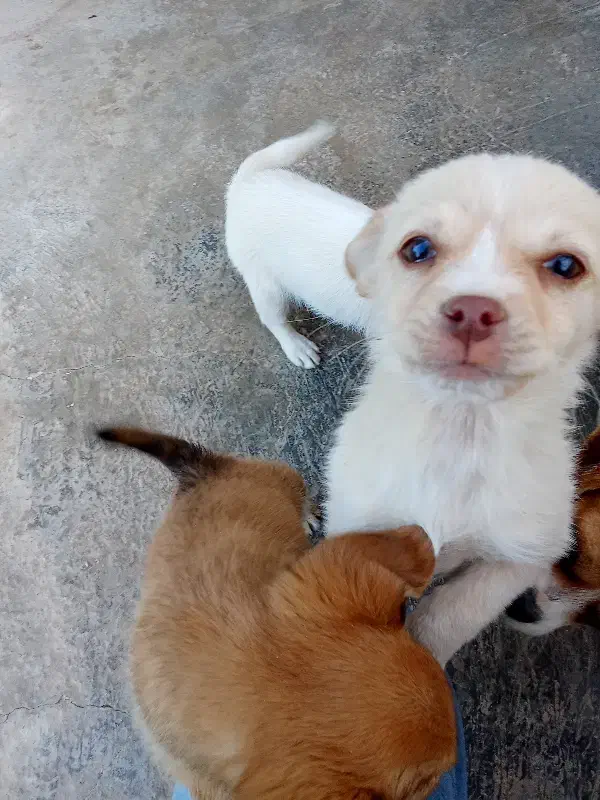 اشپیتز|سگ|اسدآباد, |دیوار