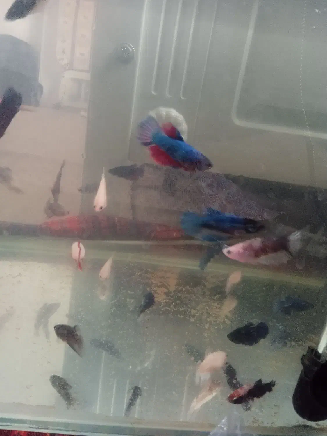 فایتر|ماهی|خرم‌آباد, |دیوار