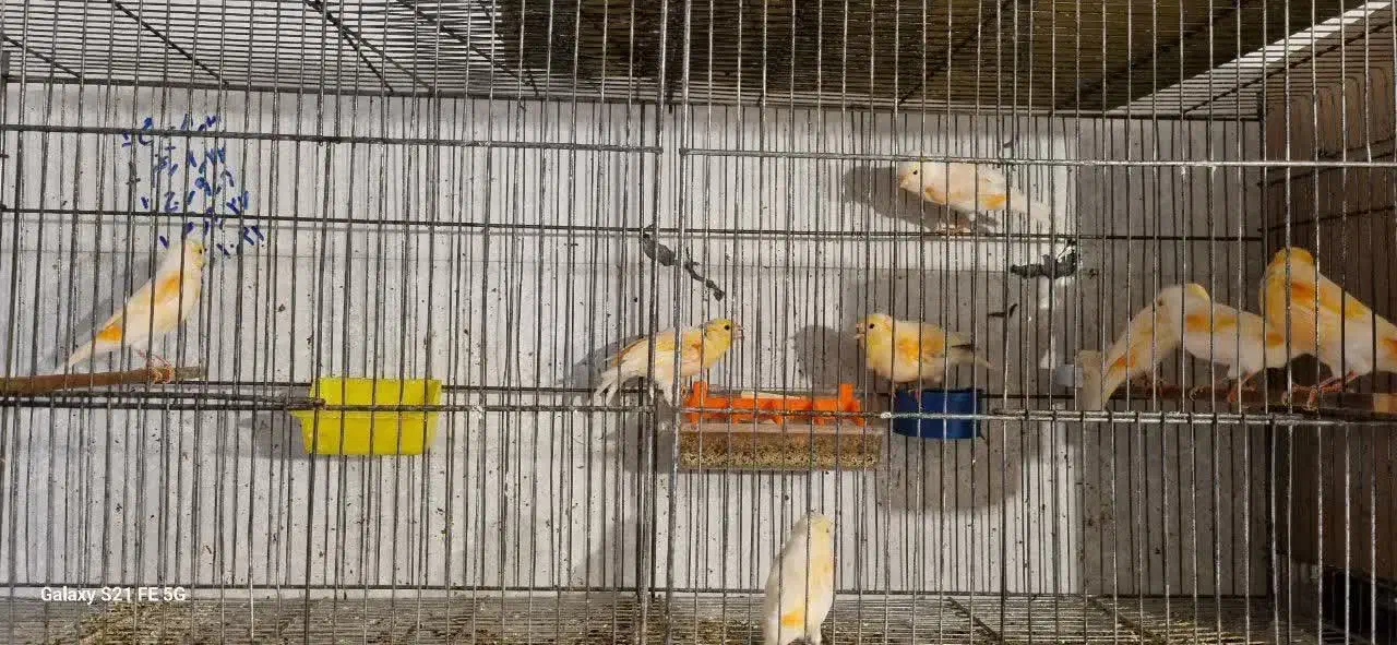 فروش قناری|پرنده|یزد, |دیوار