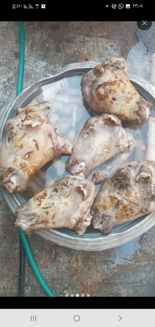 کله پاچه تازه وتمیز|خوردنی و آشامیدنی|شوشتر, |دیوار