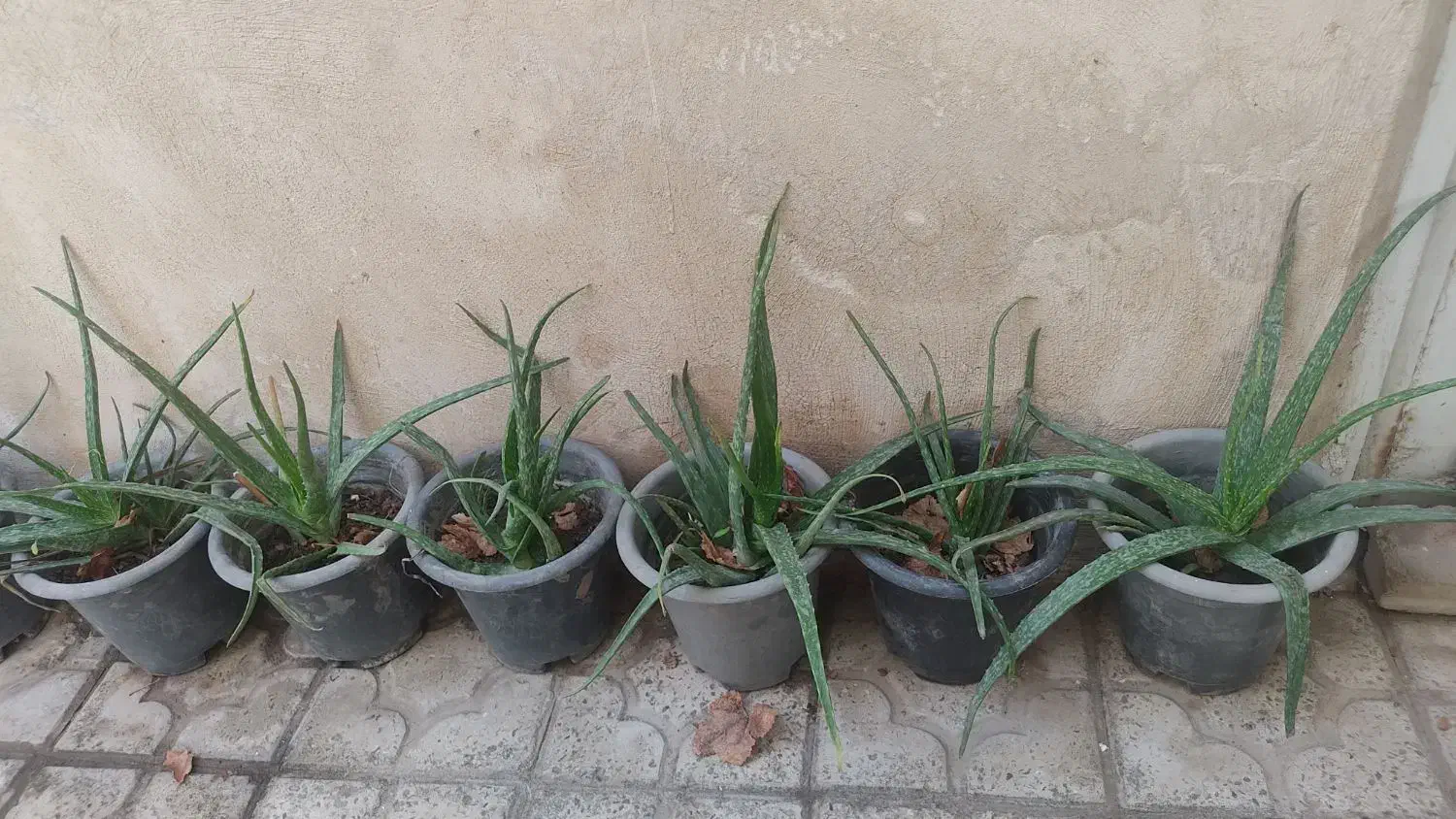 آلوورا عمده|گل و گیاه طبیعی|رباط‌کریم, کیکاور|دیوار