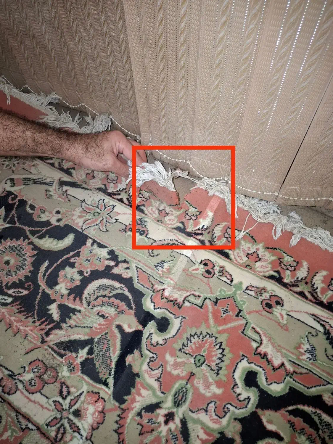 فرش ۵۰۰ شانه مهستان|فرش|گنبد کاووس, |دیوار