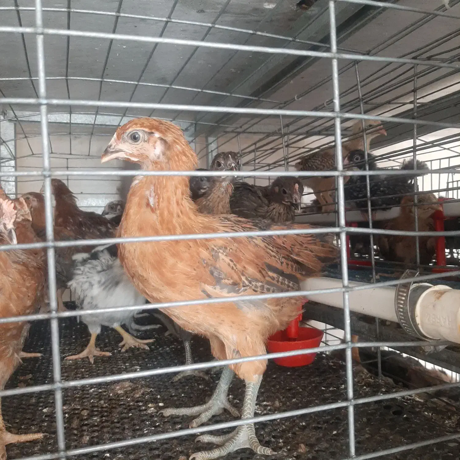 جوجه مرغ خروس بومی محلی تخمگذار لوهمن آمروک پاسیاه|حیوانات مزرعه|شیراز, دودمان|دیوار