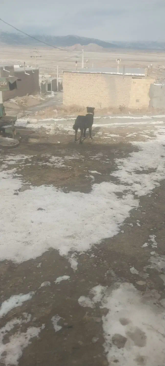 سه ساله|سگ|خوی, |دیوار