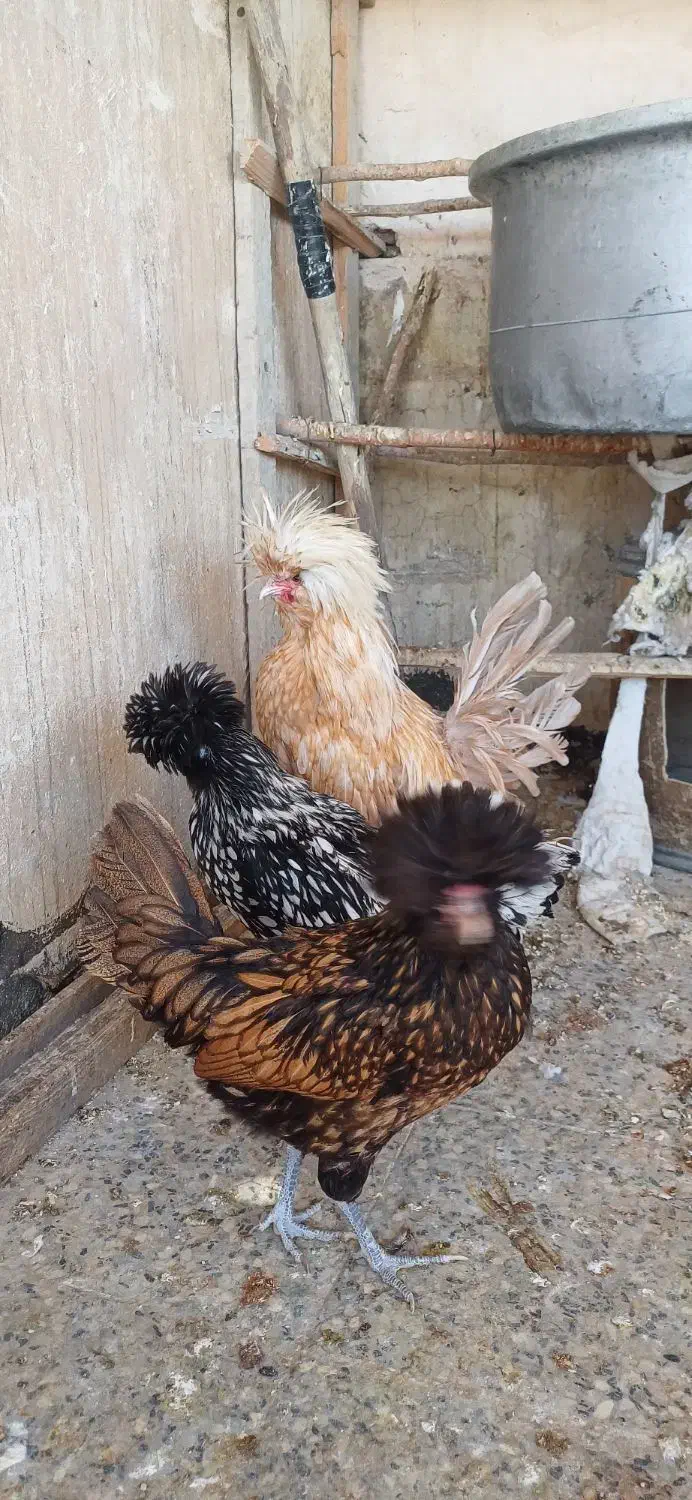 مرغ و خروس|حیوانات مزرعه|بروجرد, |دیوار