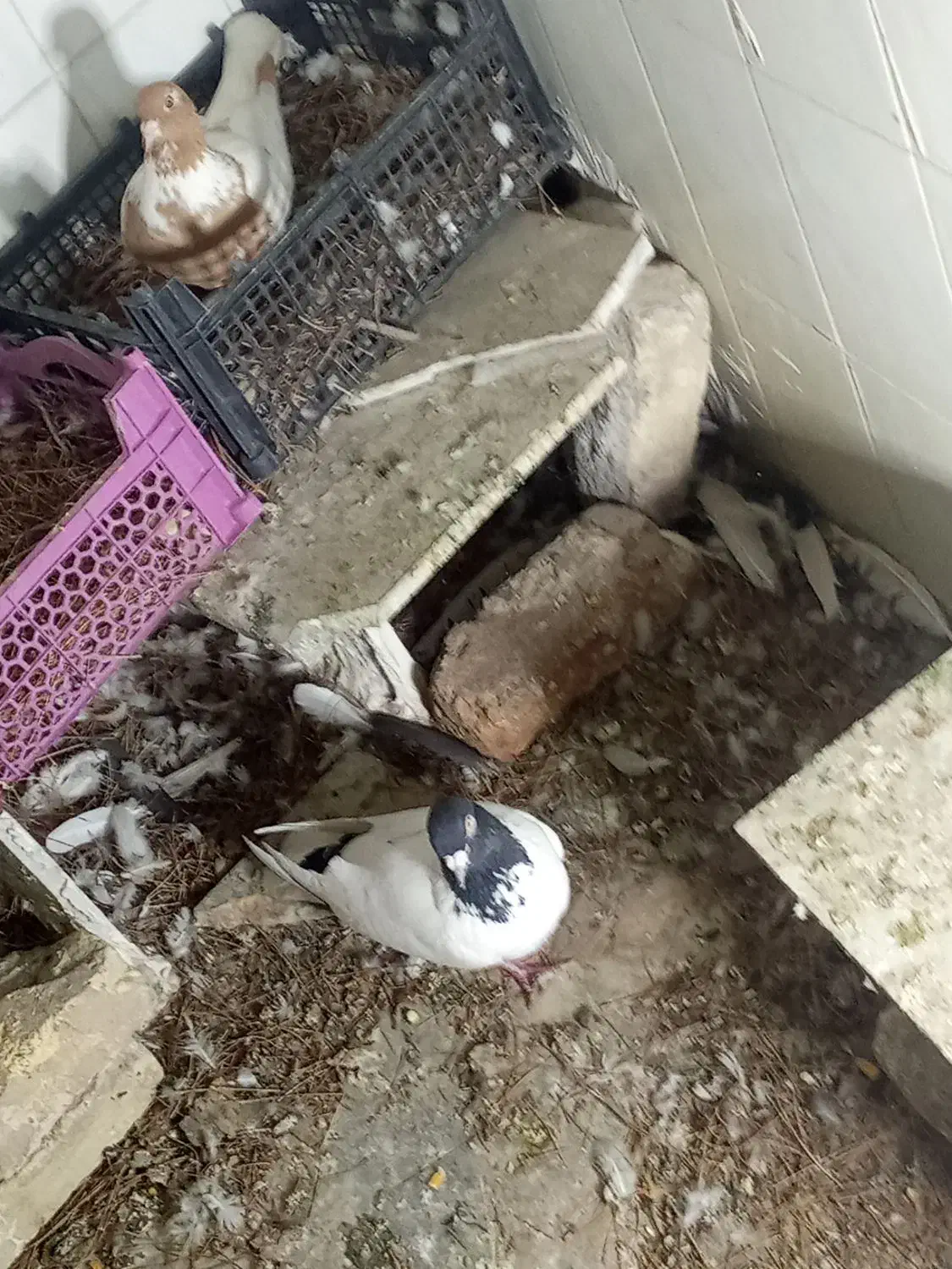 کبوتر افغانی ماده سرخ نر سیاه|پرنده|تربتحیدریه, آسایش|دیوار