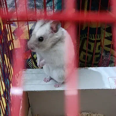 همستر|موش و خرگوش|قزوین, |دیوار