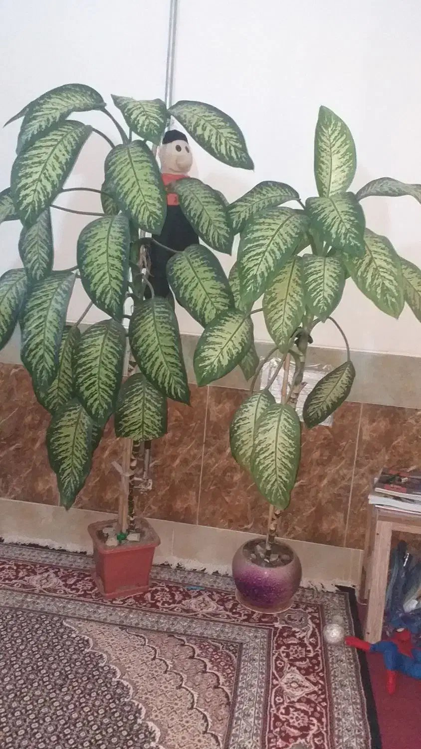 سه عدد گل دیفین|گل و گیاه طبیعی|ثلاث باباجانی, |دیوار