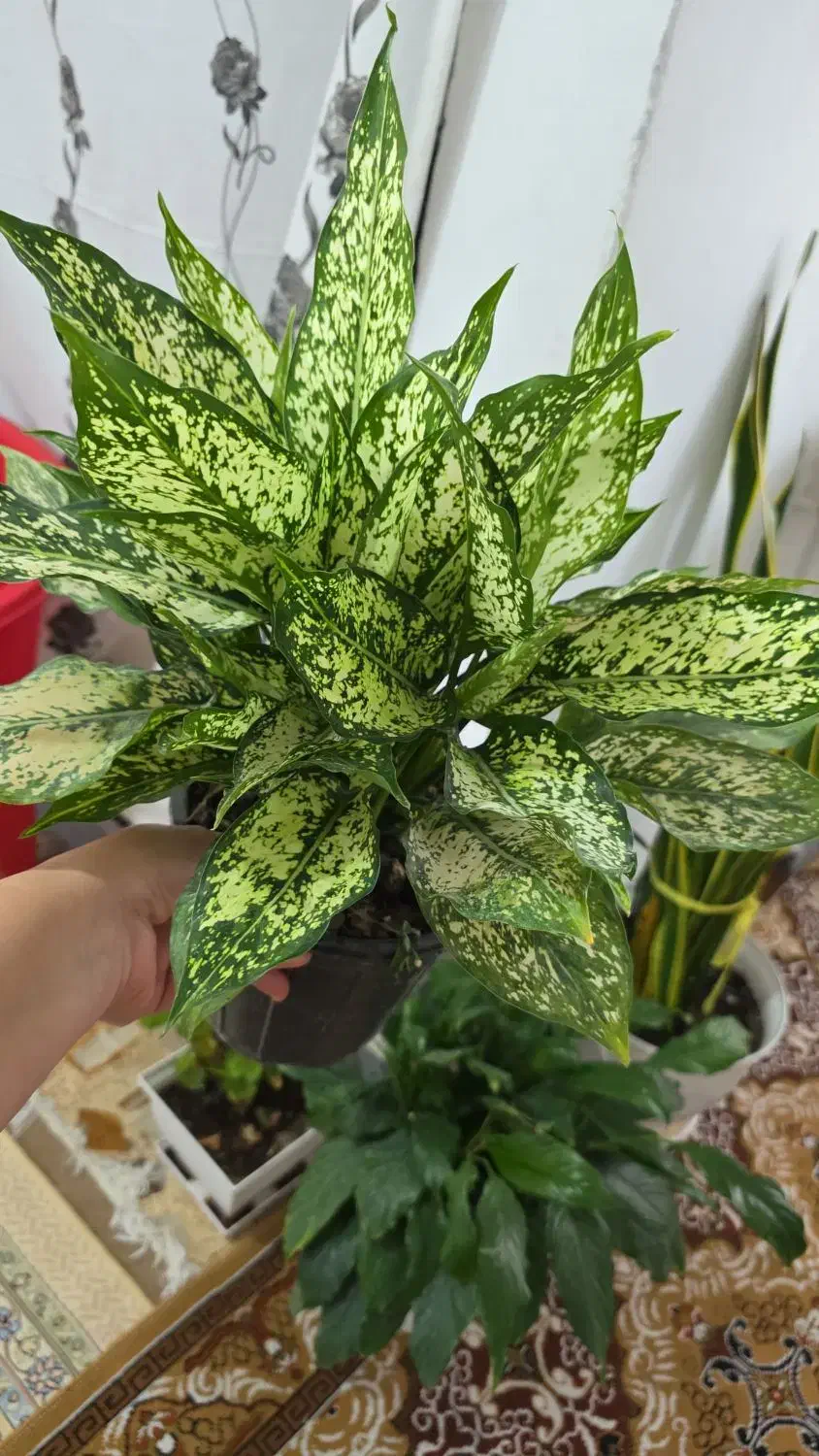 نیروی کار فعال و پر تلاش و علاقمند|استخدام بازاریابی و فروش|دهدشت, |دیوار