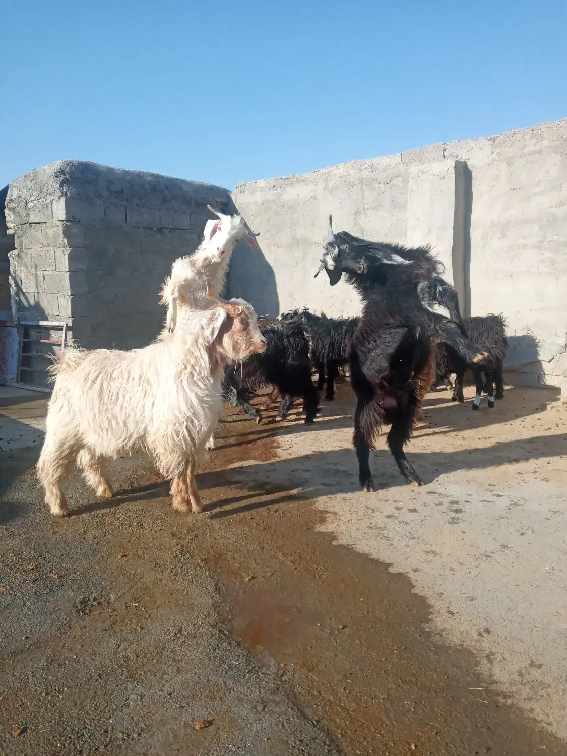 بزغاله نر|حیوانات مزرعه|کرمانشاه, |دیوار