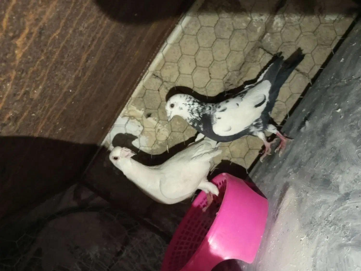 دورگ|پرنده|پلدختر, |دیوار