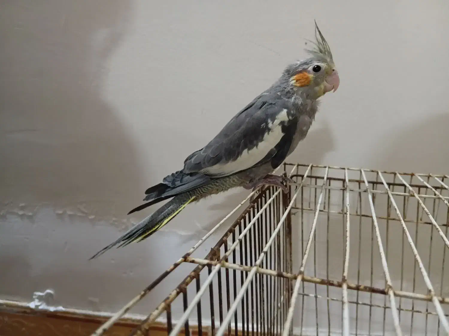 دوعرس هلندی کل باقالی و نقرهای مغلوب|پرنده|مشهد, مهدی آباد (بلوار توس)|دیوار