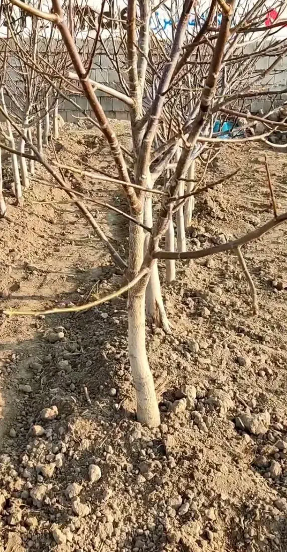 زیتون گردو فندق و بقیع نهاالا موجوده|خدمات باغبانی و درختکاری|تهران, زعفرانیه|دیوار