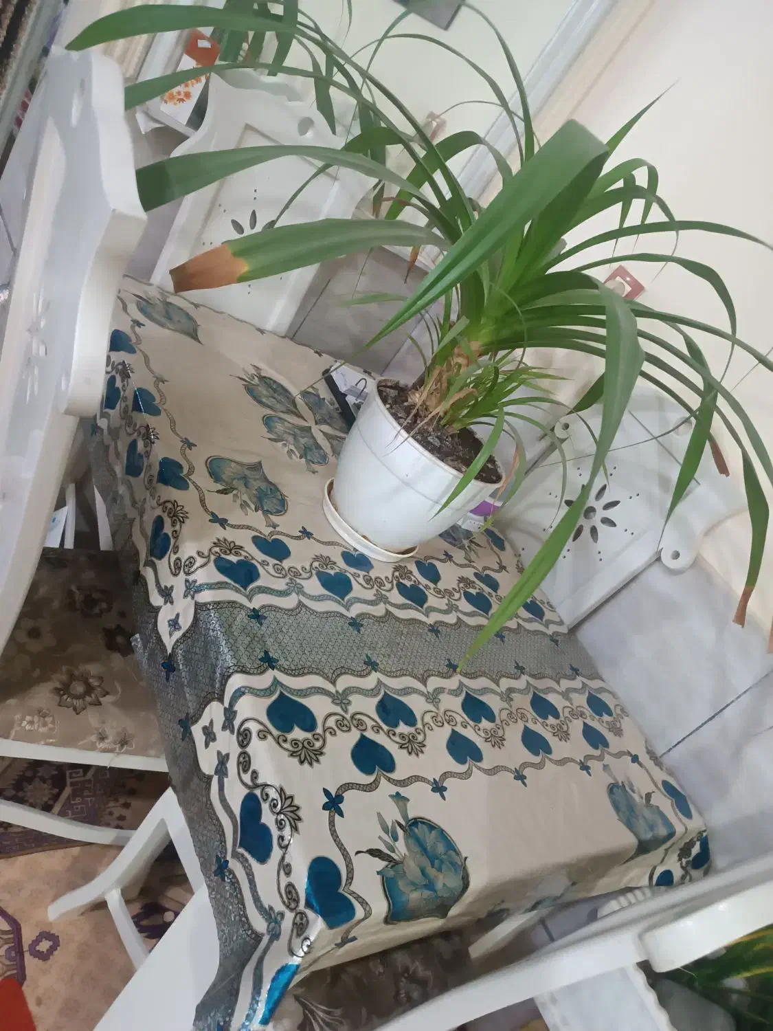 میز غذا خوری|میز و صندلی غذاخوری|اراک, |دیوار