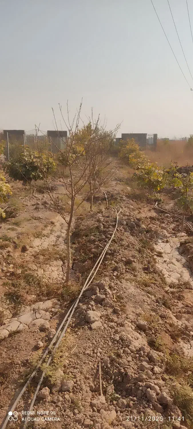 فروش باغ باانواع درختان میوه تخفیف خوب پای معامله|فروش زمین و ملک کلنگی|گرمسار, |دیوار