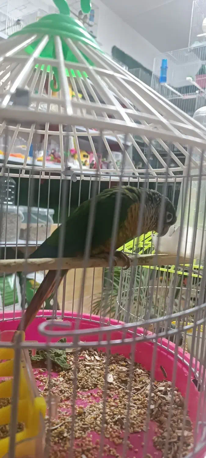 گرینچیک|پرنده|ماکو, |دیوار