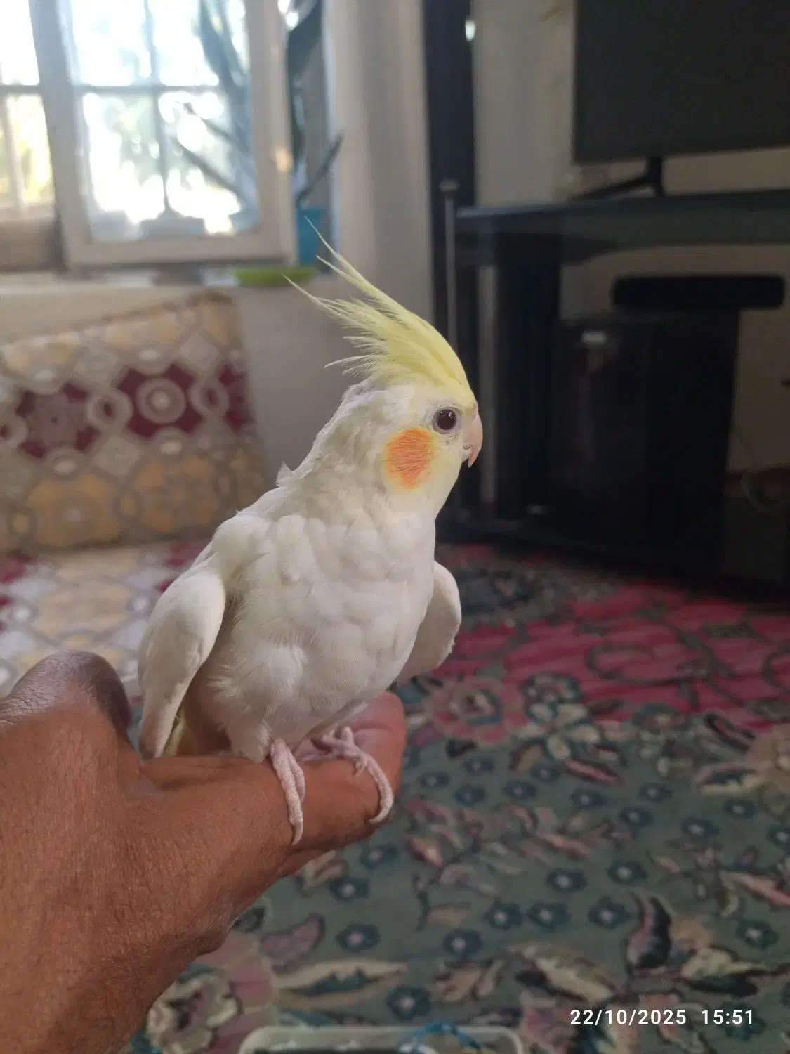 عروس هلندی|پرنده|شاندیز, |دیوار