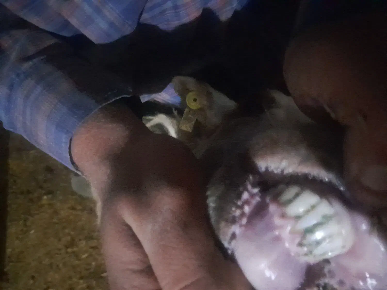 ۱۶راس میش|حیوانات مزرعه|نهاوند, |دیوار