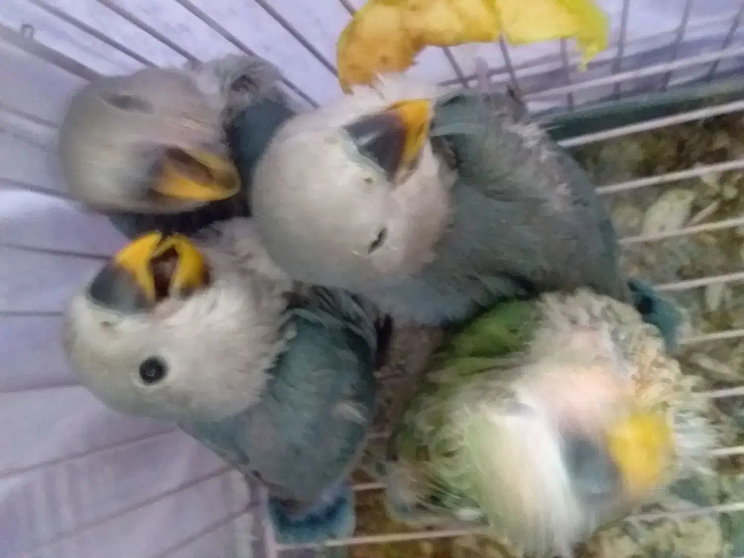 طوطی کوتوله|پرنده|سمنان, |دیوار