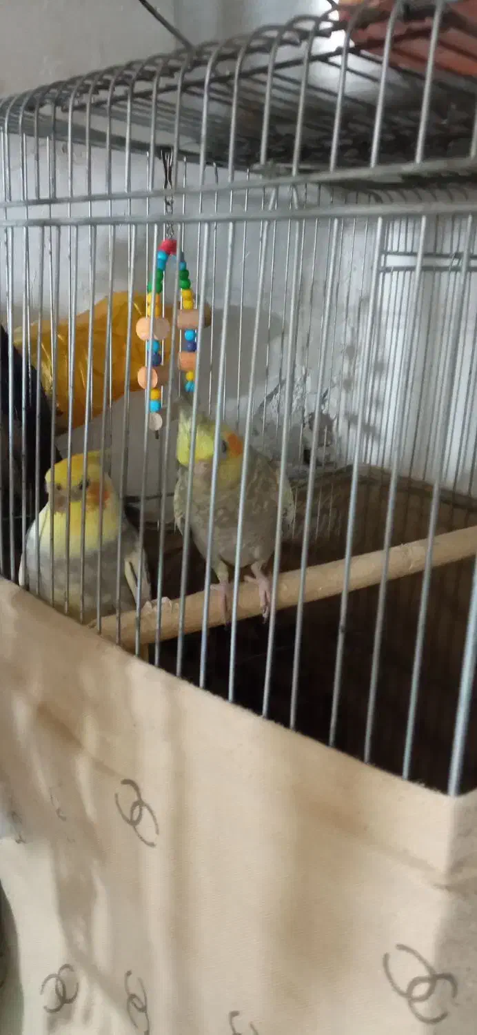 عروس هلندی|پرنده|صحنه, |دیوار