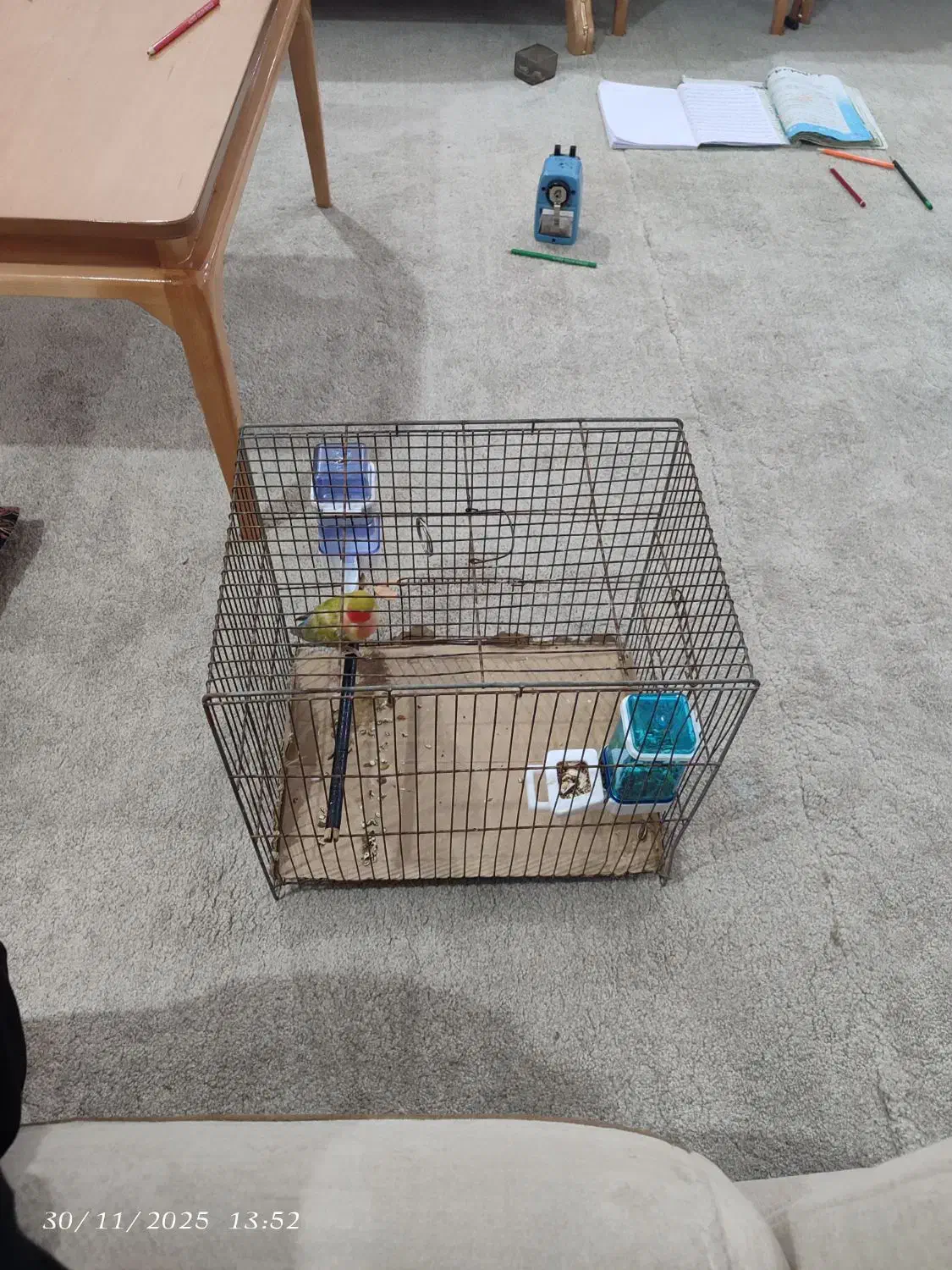 جوجه برزیلی|پرنده|بوشهر, |دیوار