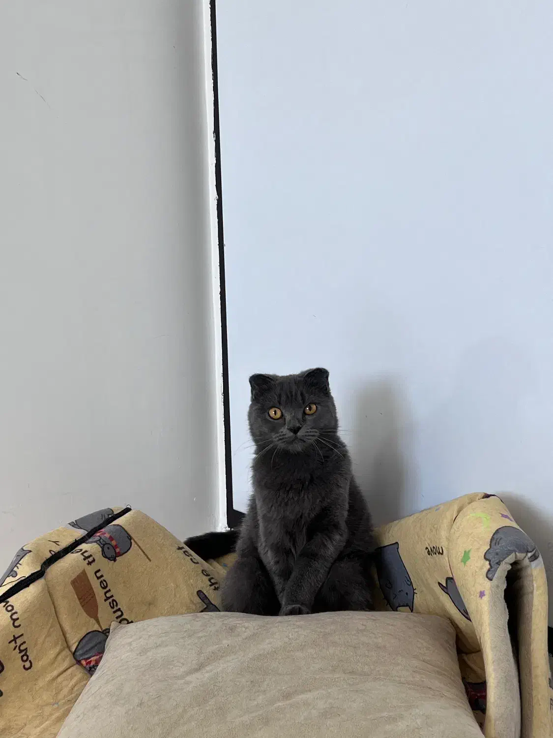 نر و ماده اسکاتیش فولد بلو|گربه|گرگان, |دیوار