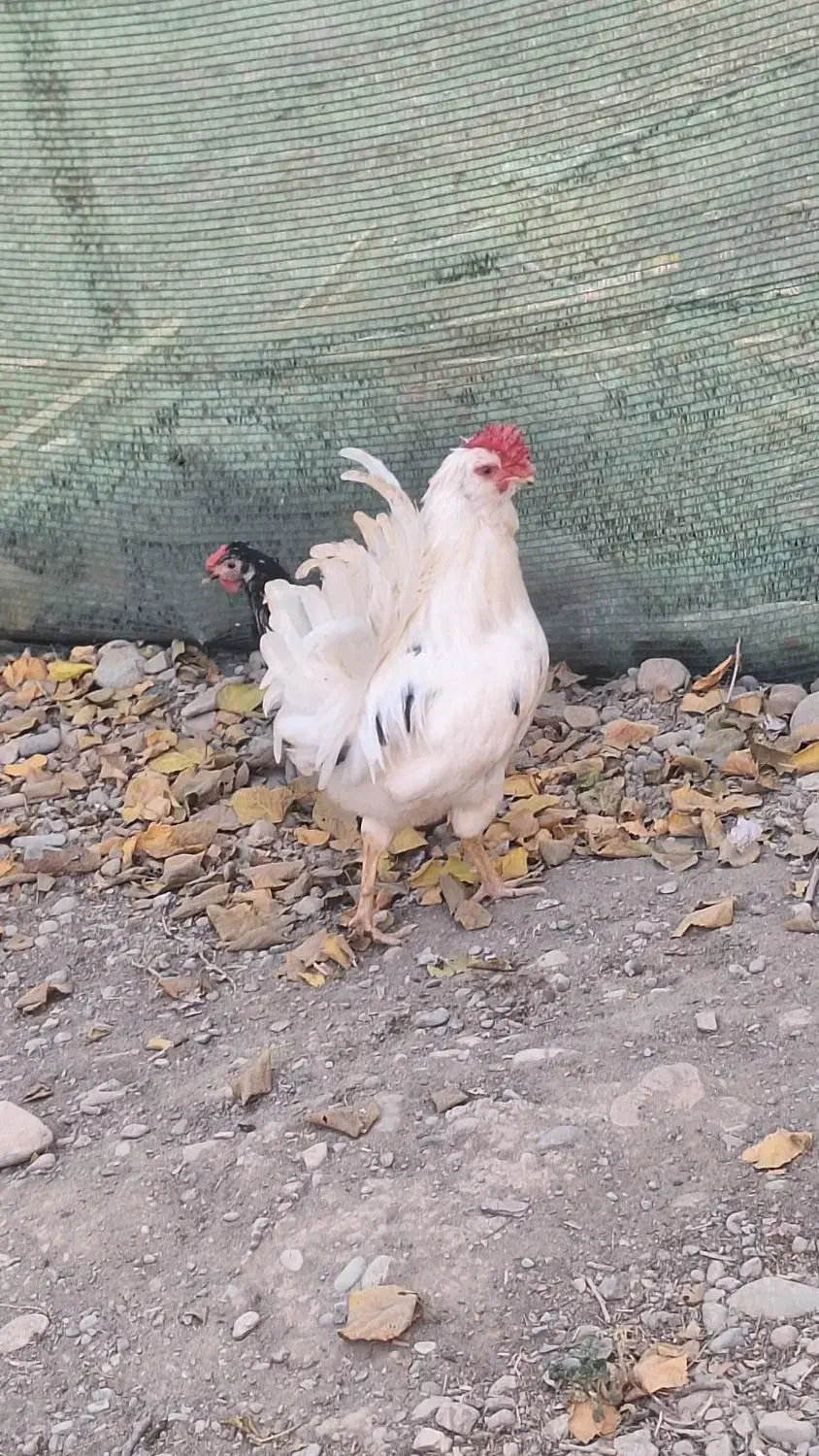 مرغ خروس گلین|پرنده|کرج, شهرک نهال و بذر|دیوار