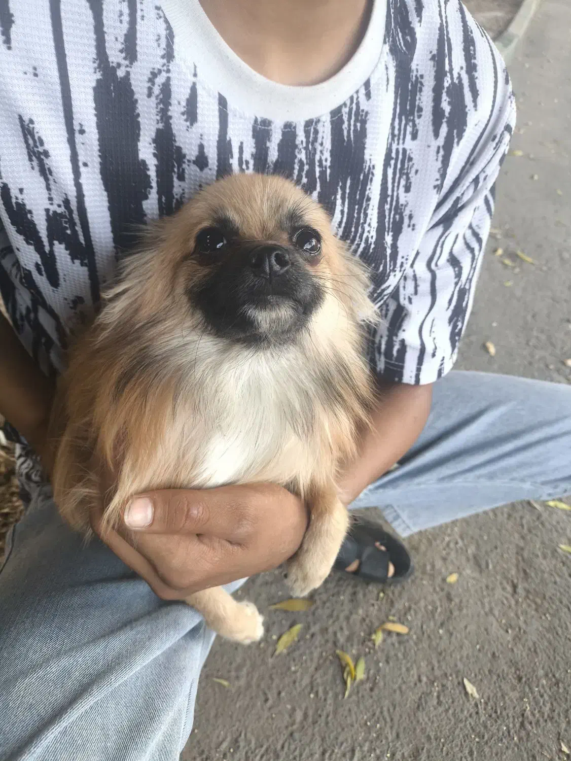 سگ پامر روباهی|سگ|بندرعباس, |دیوار