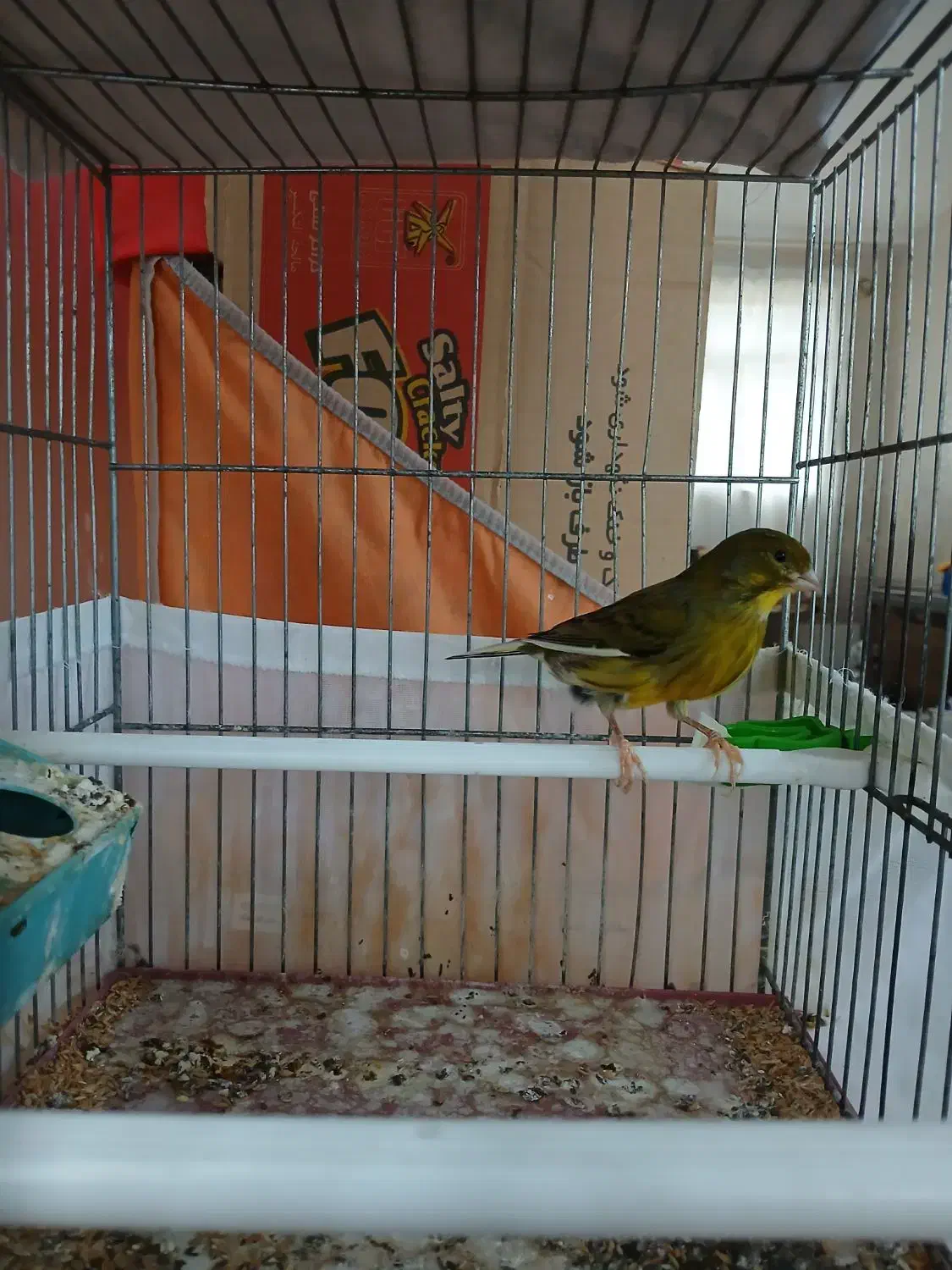 سه عدد قناری قورولتی|پرنده|اردبیل, |دیوار