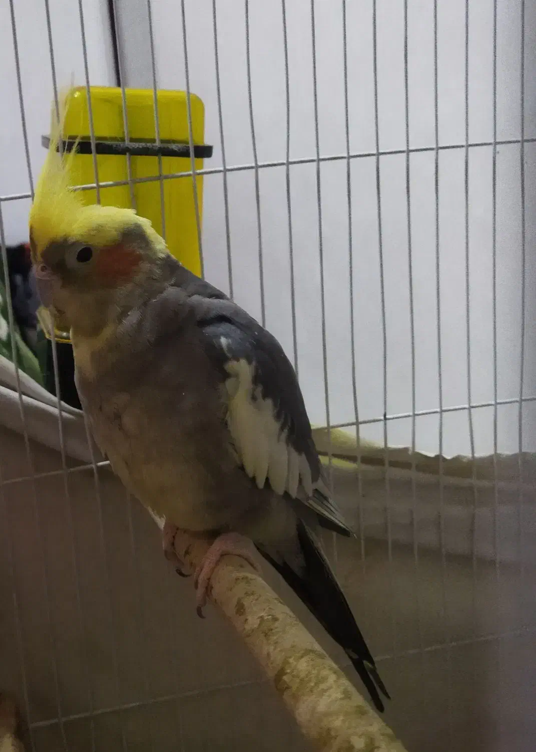 پنچ تا عروس هلندی|پرنده|قدس, شهر‌قدس|دیوار