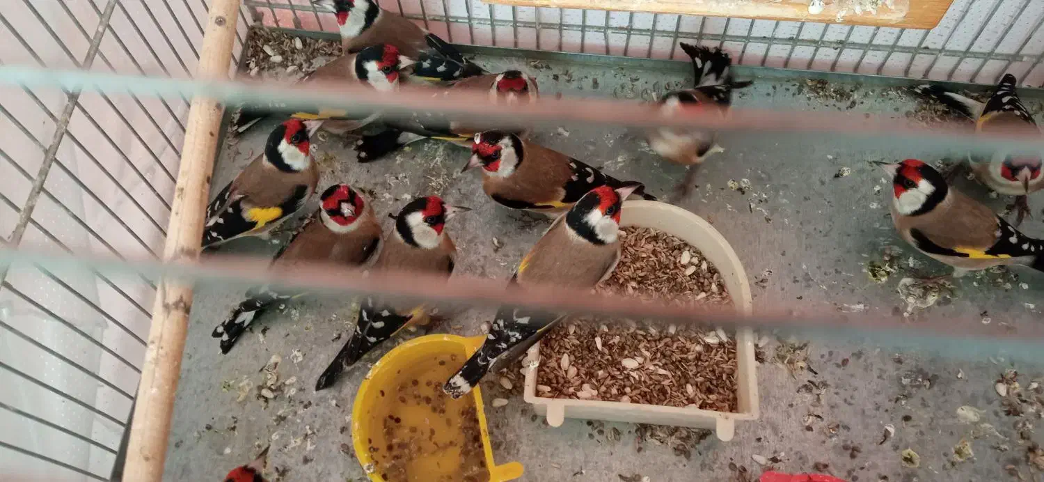 سهره نر عالی به شرط|پرنده|کرج, شاهین‌ویلا|دیوار