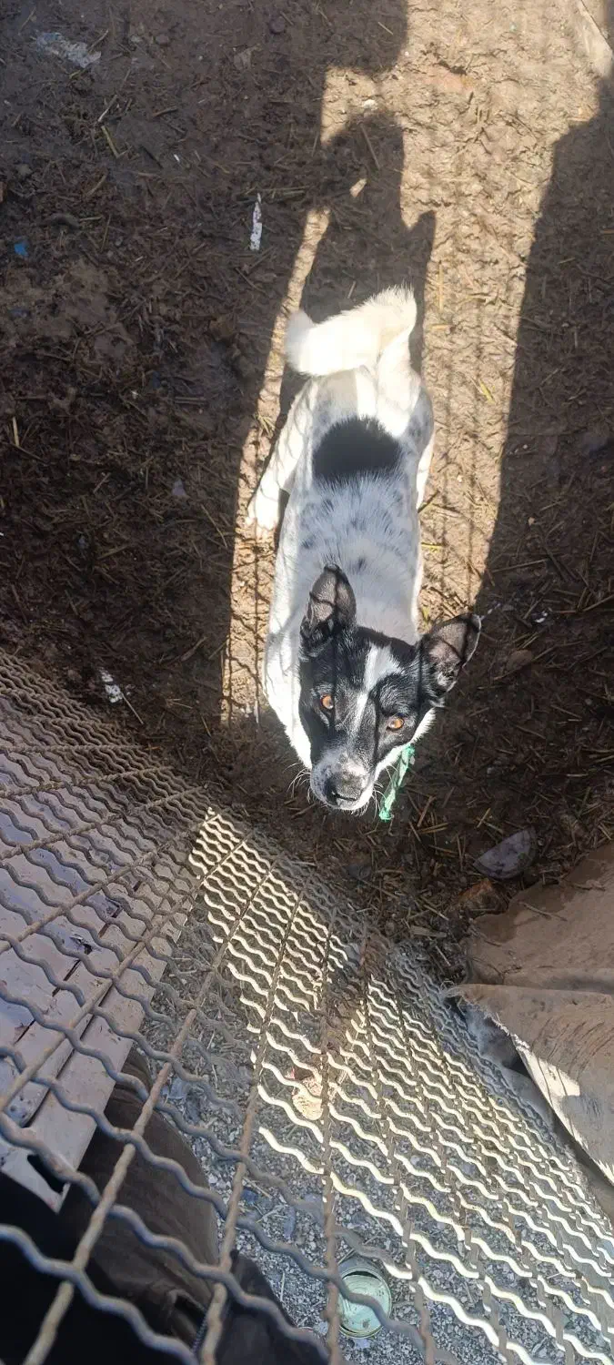 سگ پاکوتاه|سگ|بستان آباد, |دیوار