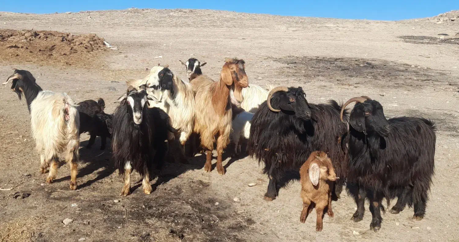 بز ننه بالا جوان برای دامازدیخ|حیوانات مزرعه|اردبیل, |دیوار