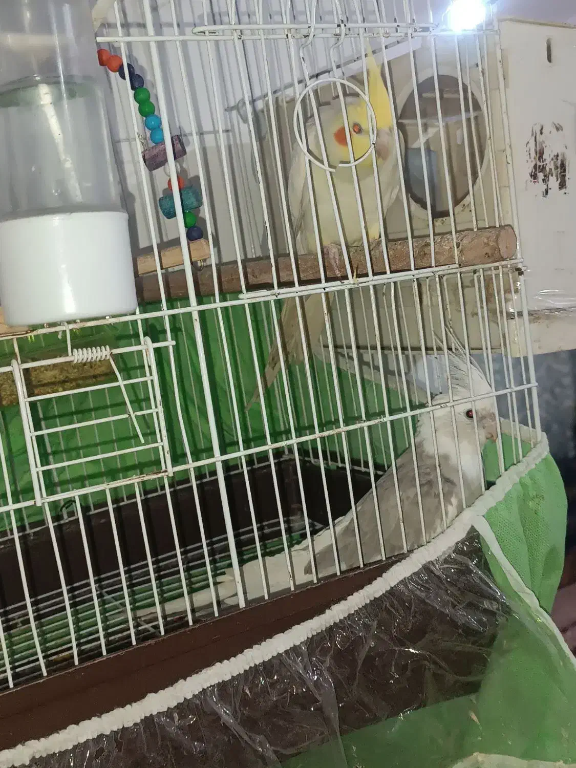 عروس هلندی|پرنده|نیمروز, |دیوار