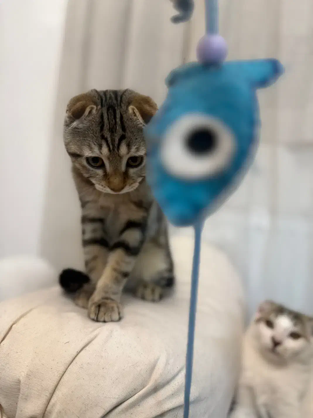 گربه های زیبای من|گربه|زنجان, |دیوار