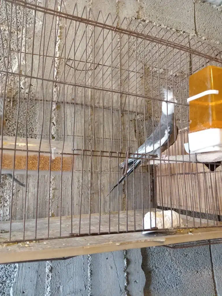 عروس هلدی نر مست|پرنده|بندر گناوه, |دیوار