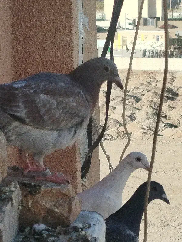 جوجه سار|پرنده|تربتحیدریه, شهرک ولیعصر|دیوار