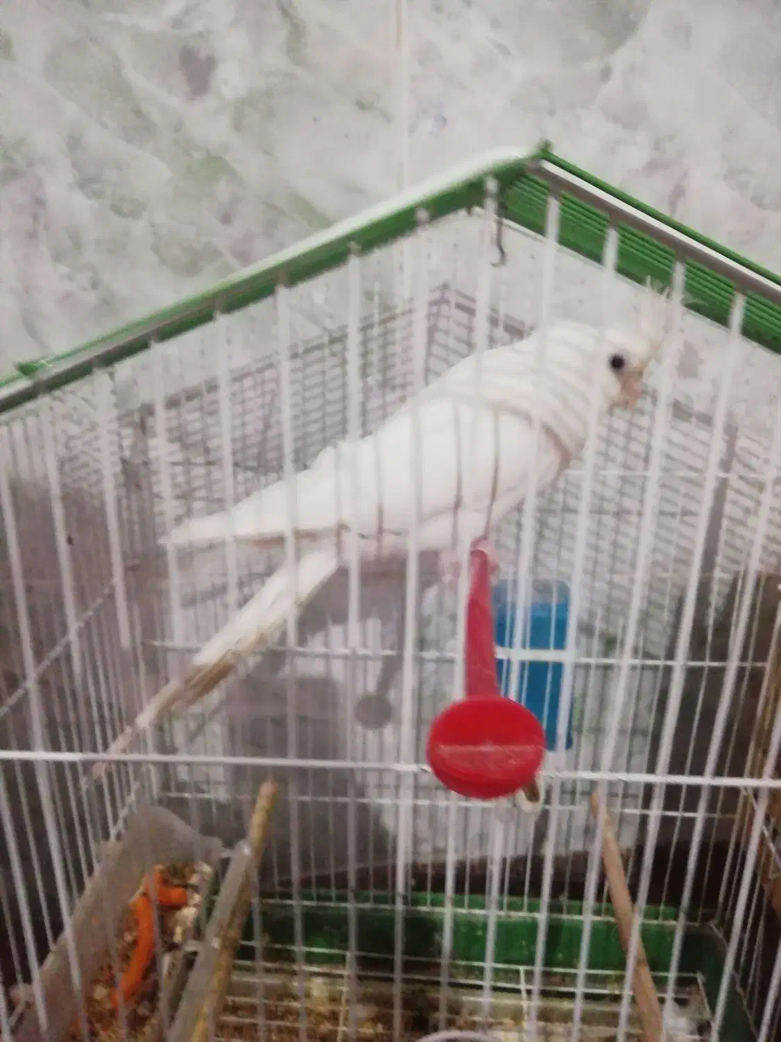 عروس هلندی|پرنده|کاکی, |دیوار