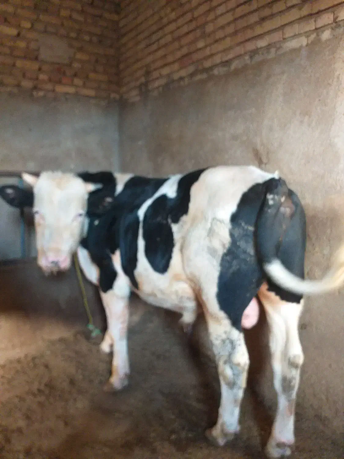 گوساله نر سمینتال گوشتی|حیوانات مزرعه|بستان آباد, |دیوار