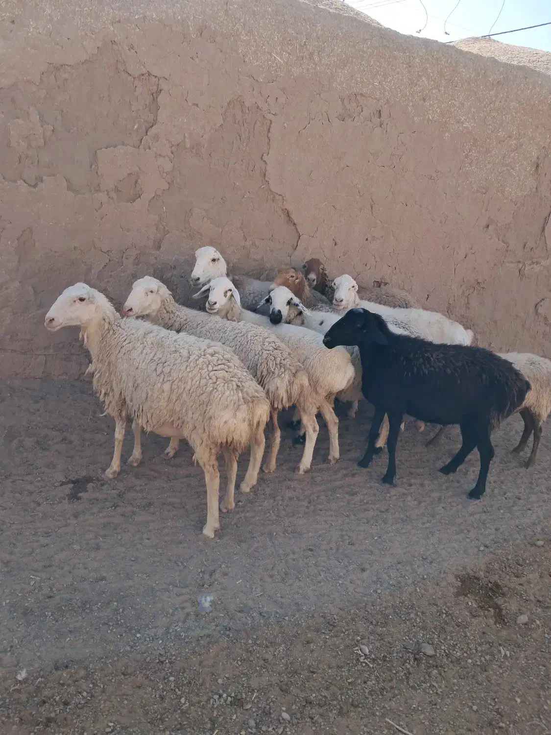 فروش چند راس میش چینی|حیوانات مزرعه|کاشمر, |دیوار