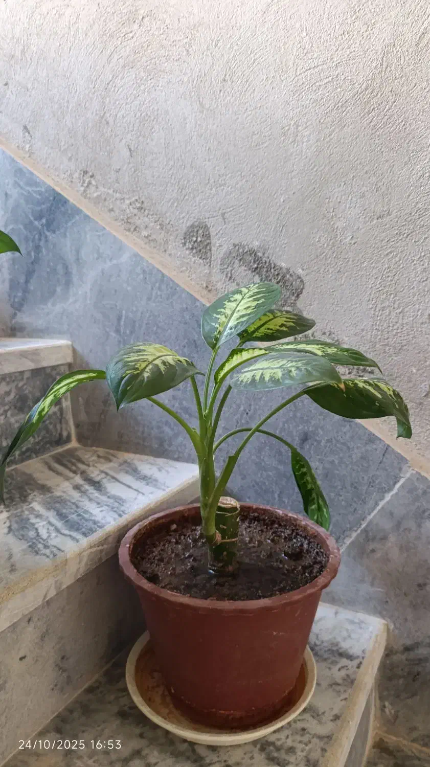 گل دیفن باخیا|گل و گیاه طبیعی|ایوان, |دیوار